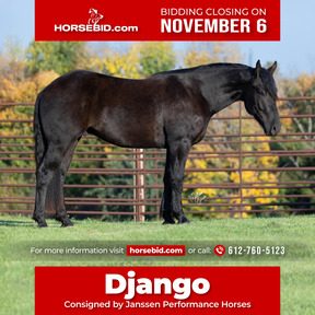Black Horses for sale in Hugo, Minnesota