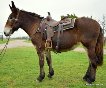 Mules for sale | HorseClicks
