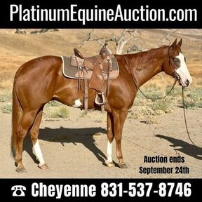 Paint Horses for sale in California | HorseClicks
