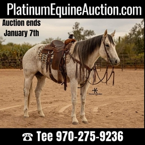 Horses for sale in Arizona | HorseClicks