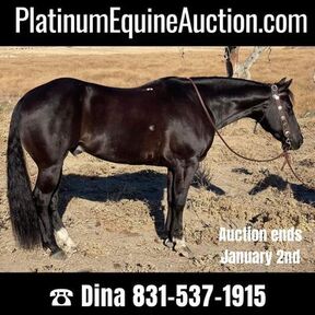 Horses for sale in California | HorseClicks