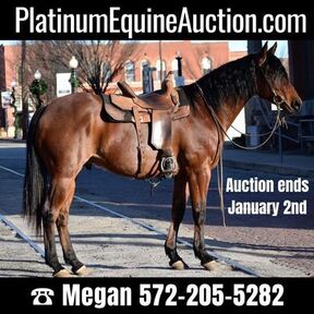 Friesian Horses for sale | HorseClicks