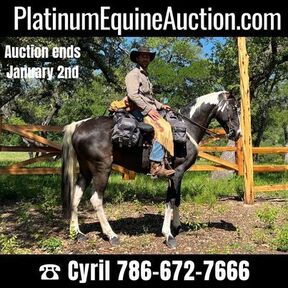 Tennessee Walker for sale | HorseClicks