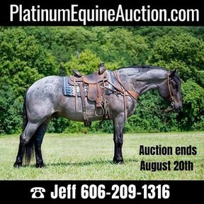 Percheron for sale in Ohio | HorseClicks