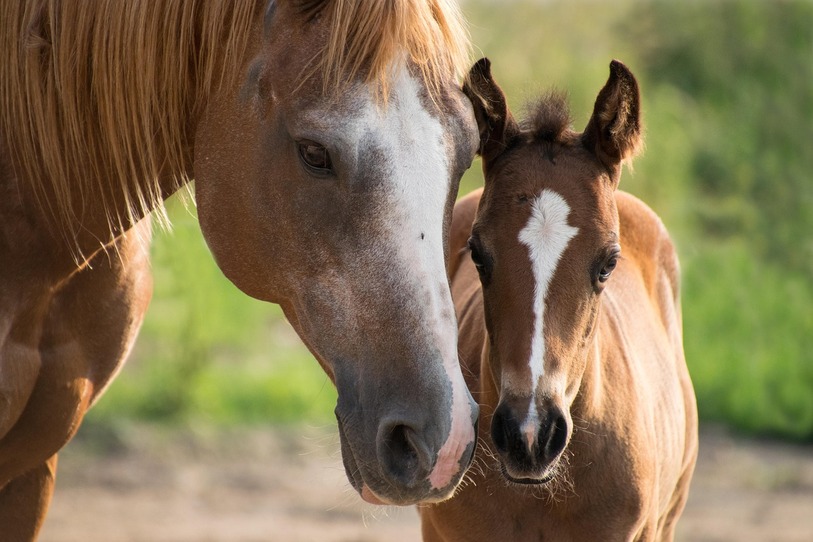 Mare Gestation Calculator
