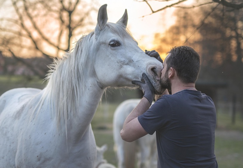 How to Get a Horse to Like You