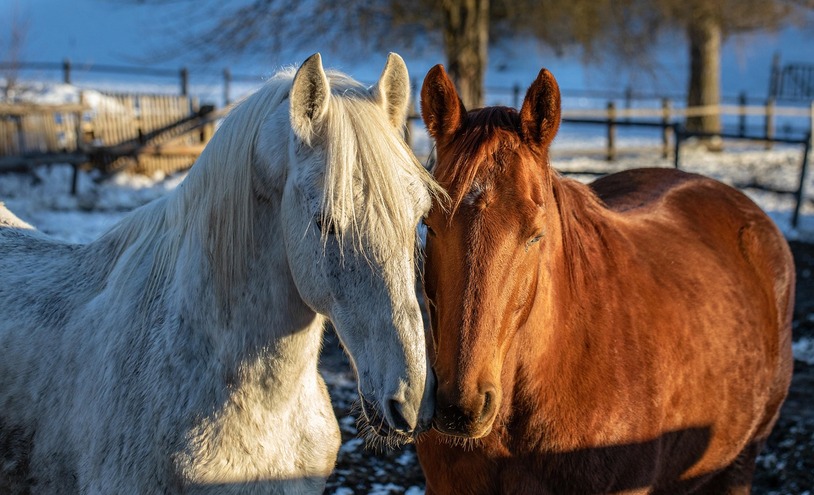 Gelding vs Mare: Pros and Cons for First-Time Horse Owners